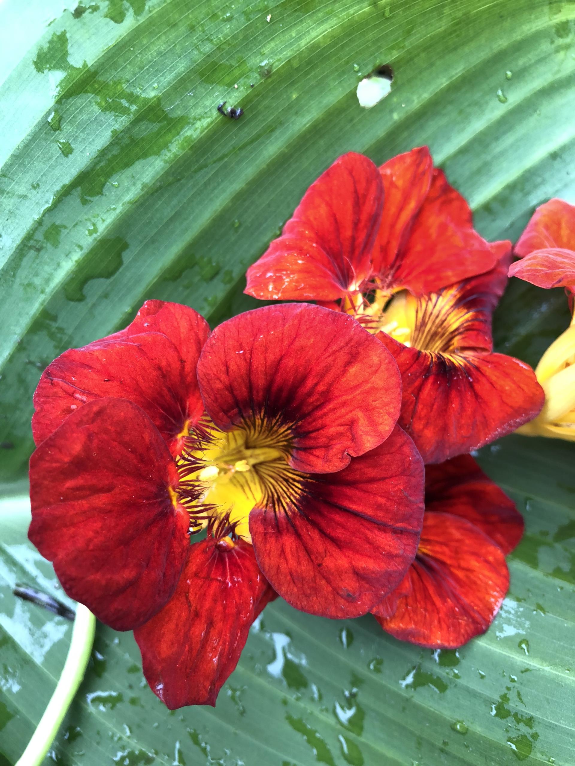 Racy Red Edible Flowers in the Garden – ecobotanica