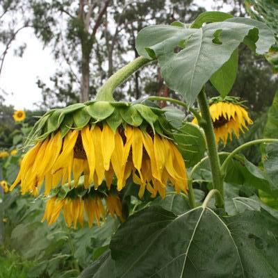 sunflower drooping